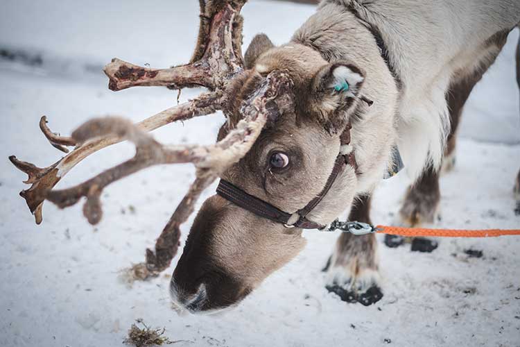 Partir en Laponie pour découvrir les rennes du père Noël