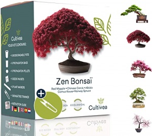 Cultivea Mini – Kit Prêt à Pousser 5 Bonsaï – Graines de Qualité - Made In France - Jardinez