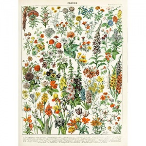 Millot Encyclopedia Page Flowers Plants Unframed Wall Art Print Poster Home Decor Premium Fleurs